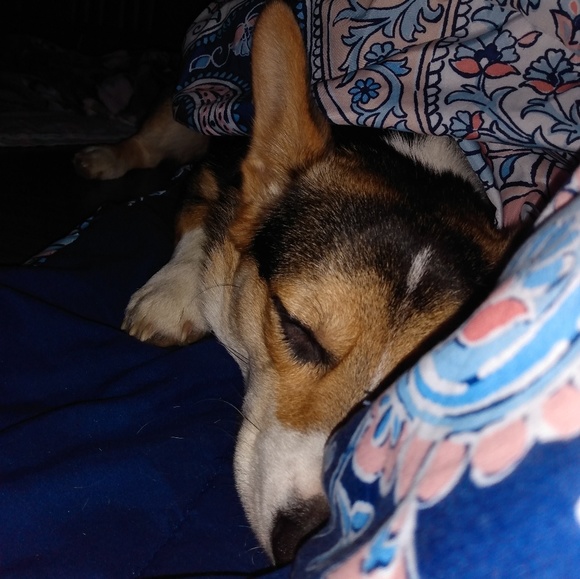 Meet your Posher, Montessa - Picture 1 of 1